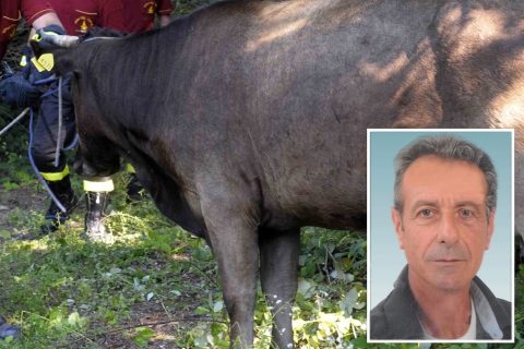 Uomo ucciso da una mucca a Magnago
