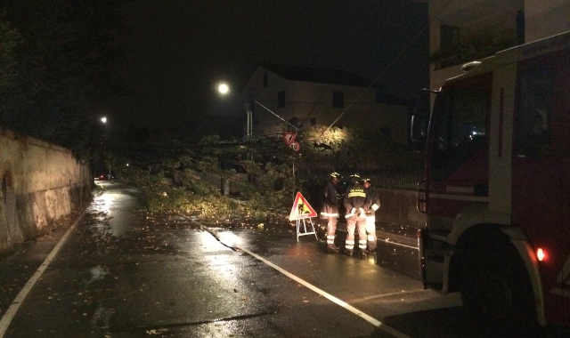 Pianta sulla strada, paura a Locate Varesino