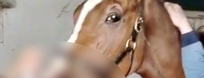 «I cavalli non si muovono»: malore alle Scuderie Olona