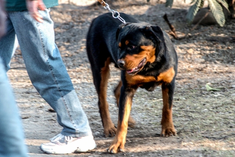 Lombardia, patentino per i cani pericolosi