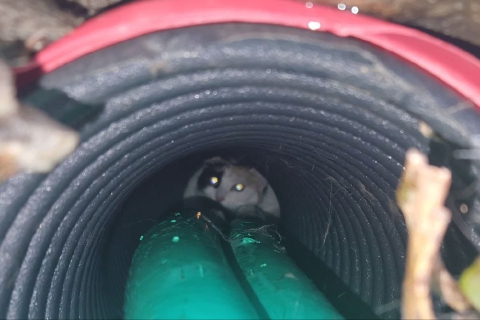 Bloccata in un tubo, gatta salvata dai vigili del fuoco