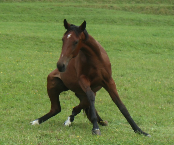 Cavallo al pascolo a Lanzo d'Intelvi