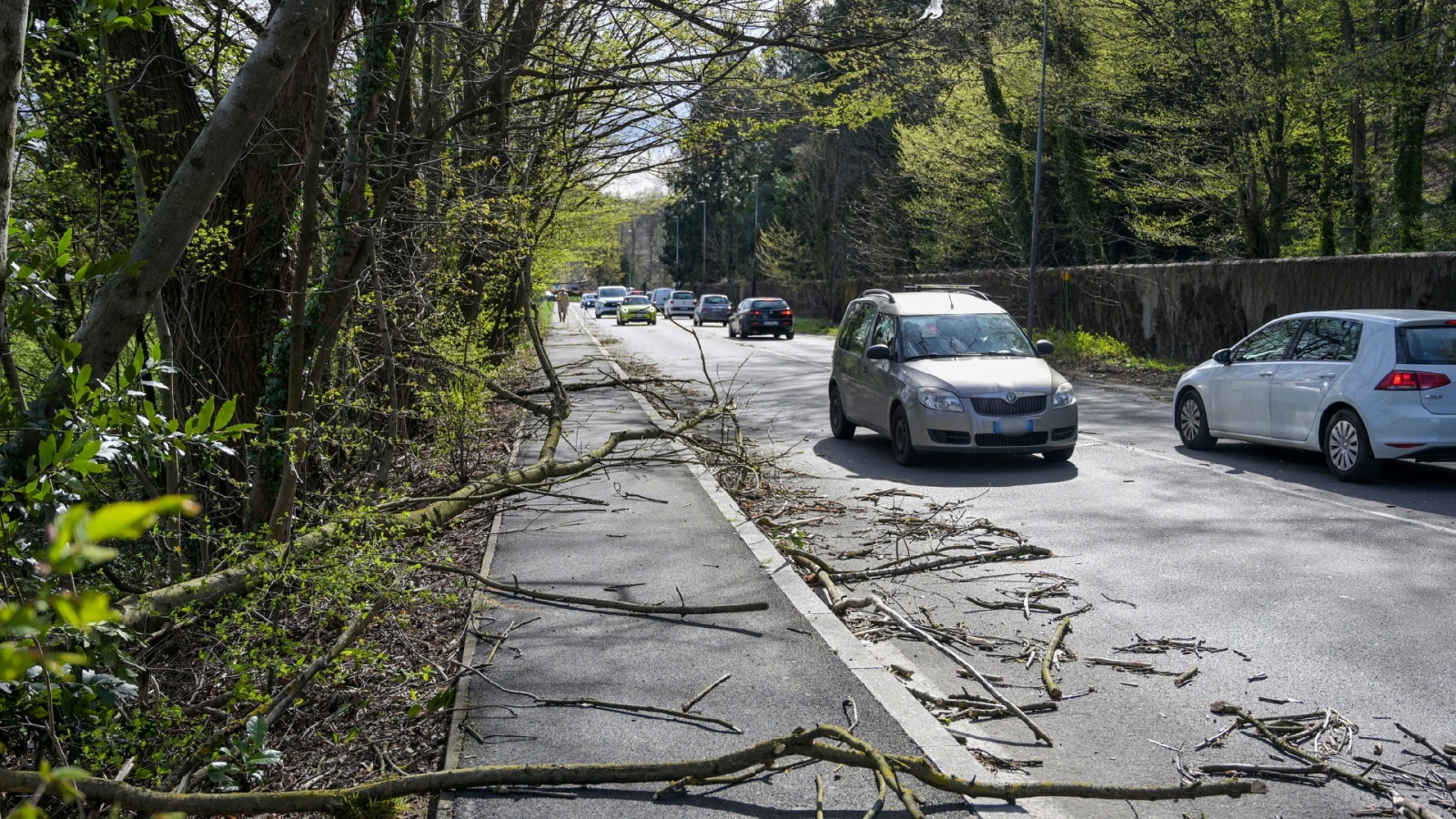 VARESE VENTO FORTE CON PIANTE CADUTE INTERVENTO DEI VIGILI DEL FUOCO