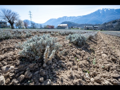 ++ L'Ue valuta sostegno diretto a agricoltori in difficoltà ++