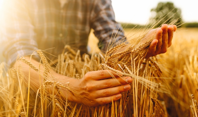 Slow Grains: sono ancora i tempi del grano