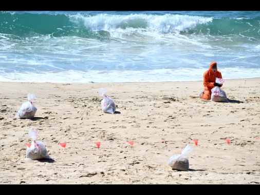 Palle di catrame si riversano su spiagge di Sydney