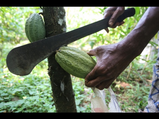 Impatto cambiamenti clima su produzione e prezzi del cacao