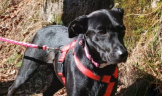 La cagnolina Ombra