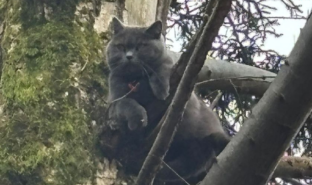 Gatto sull'albero a Bregazzana, salvato dai vigili del fuoco