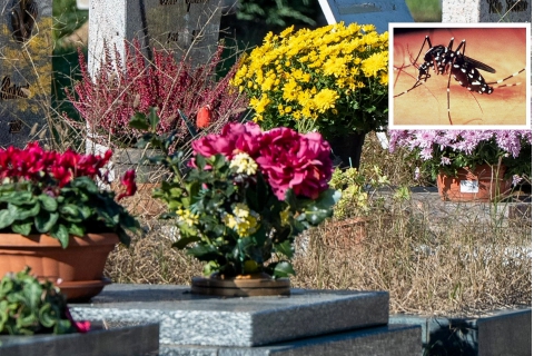 Varese, lotta alla zanzara tigre. Anche nei cimiteri