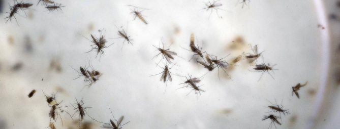 Caso di Dengue nel Comasco: disinfestazione ma nessun allarme