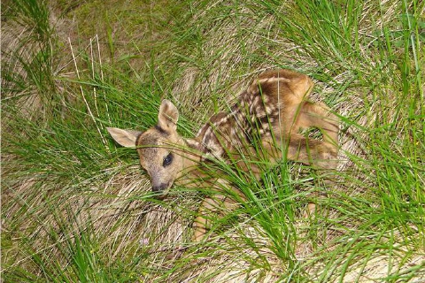 «Non toccate i cuccioli di cervo e capriolo»