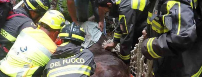 Due bovini finiscono nel fiume, solo uno si salva