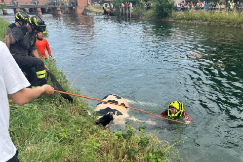 Mucche nel Villoresi. «Qualcuno le ha fatte scappare»