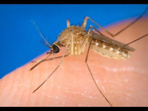 Nel Lazio attualmente 20 casi di West Nile, tutti a Latina
