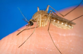West Nile, donazione di sangue: restrizioni nel Varesotto