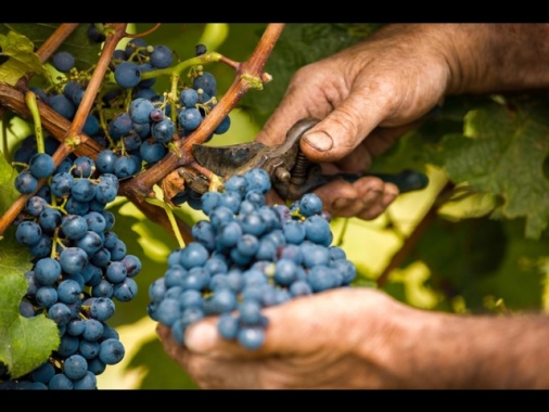 Vendemmia di qualità ma produzione a più velocità, al Sud +20%