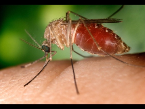 Sesta vittima per West Nile nel Lazio, donna di 83 anni