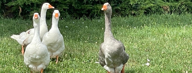 Le oche mascotte di Parabiago
