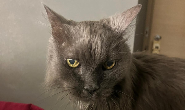 «Panci è scomparso»: appello per ritrovare il gatto