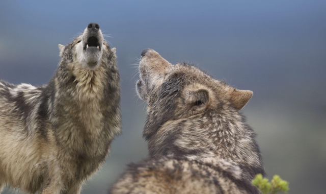 Sbranate sette capre e tre pecore in un’azienda agricola che produce mirtilli a Pella (foto Archivio)