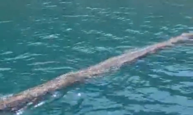 “C’è un mostro nel lago”. Ma è solo un tubo