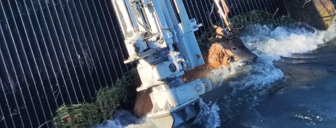 Cervo salvato nel canale