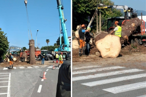 Abbattuto lo storico pino “del Maderna” a Ranco