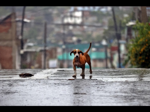 Oltre 20 morti ad Haiti per l'uragano Melissa