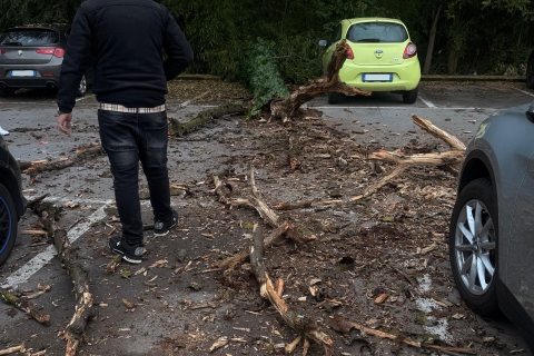 Albero di sei metri si abbatte nel parcheggio