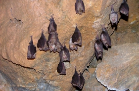 Tutti i segreti dei pipistrelli: serata a Brinzio