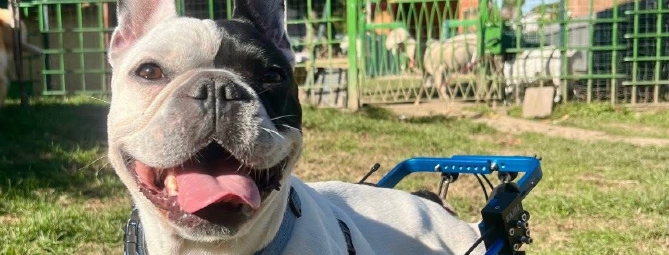 «Cerco famiglia a Leone. È un bulldog sfortunato»