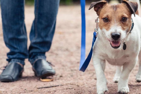 Aggredito da due cani, paura a Borsano