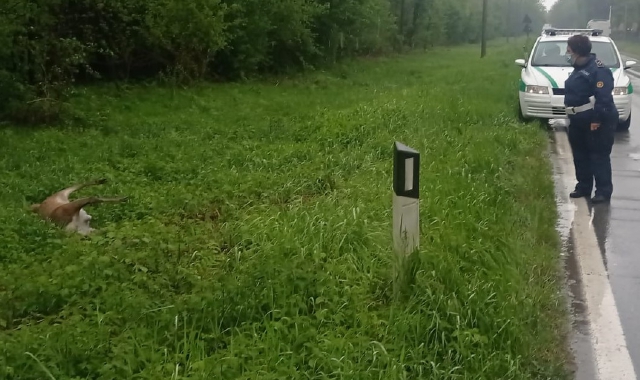 Cervi sulla strada, rischio incidenti a Origgio