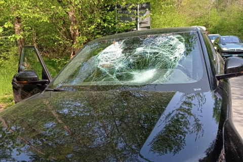 Cervi nel parco Mughetti, è un pericolo