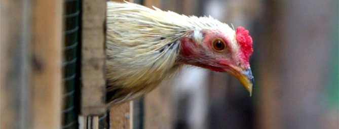 Aviaria nel Bustese, controlli negli allevamenti