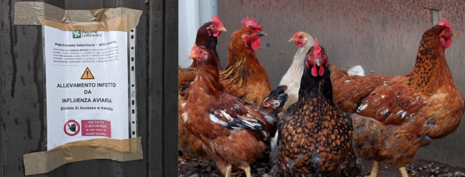 Aviaria in Valle Olona: «Evitiamo allarmismi»