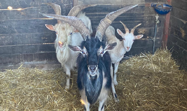 Le tre capre protagoniste dell’incredibile vicenda accaduta a luglio e di cui ora l’Amministrazione di Uboldo deve pagare il conto