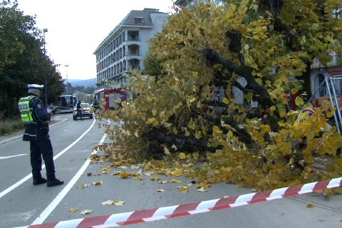Pianta cade in centro, grave 81enne