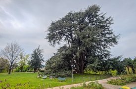 Alberi magici: 78 in provincia di Varese