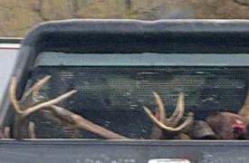 Cervo abbattuto e caricato sul pick-up. Cacciatore nei guai