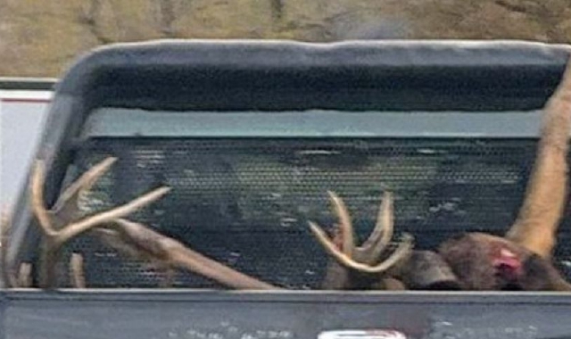 L’immagine, ricavata dal video. dell’animale caricato sul pick-up