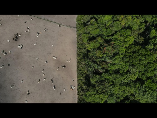 Pe da ok a rinvio norme deforestazione. Asse Ppe-destre