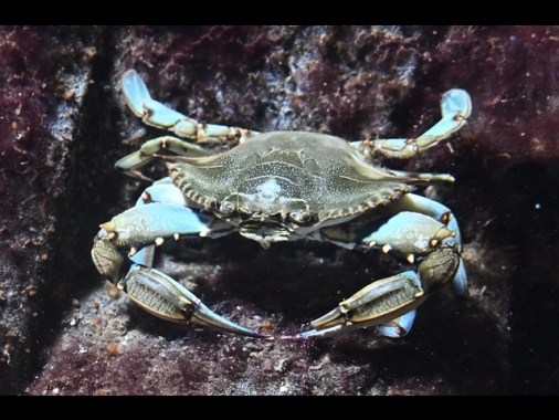 Manovra: da granchio blu a vino, anche micro-norme tra proposte