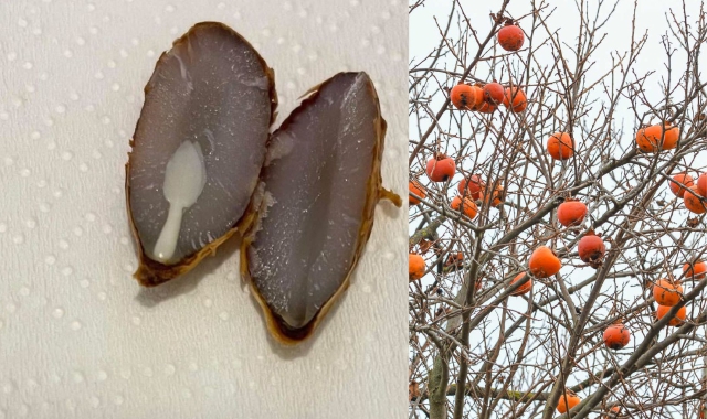 La neve, i cachi e la tradizione