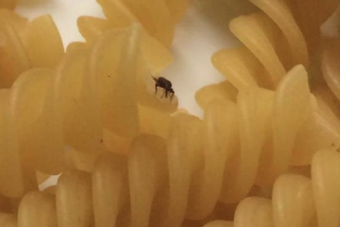 Fusilli con insetti alla mensa scolastica: le proteste e l’incontro