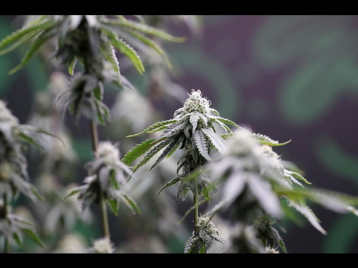 Trump allenta le restrizioni sulla marijuana a scopi medici