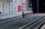 Cervo inseguito dal treno