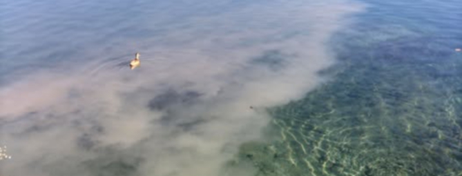 Liquami nel Ticino, rabbia a Sesto Calende