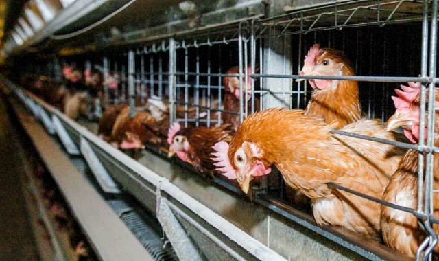 Si è chiusa l’emergenza aviaria in uno stabilimento avicolo della Balina (foto Archivio)